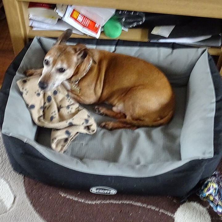 Cama perro M 4