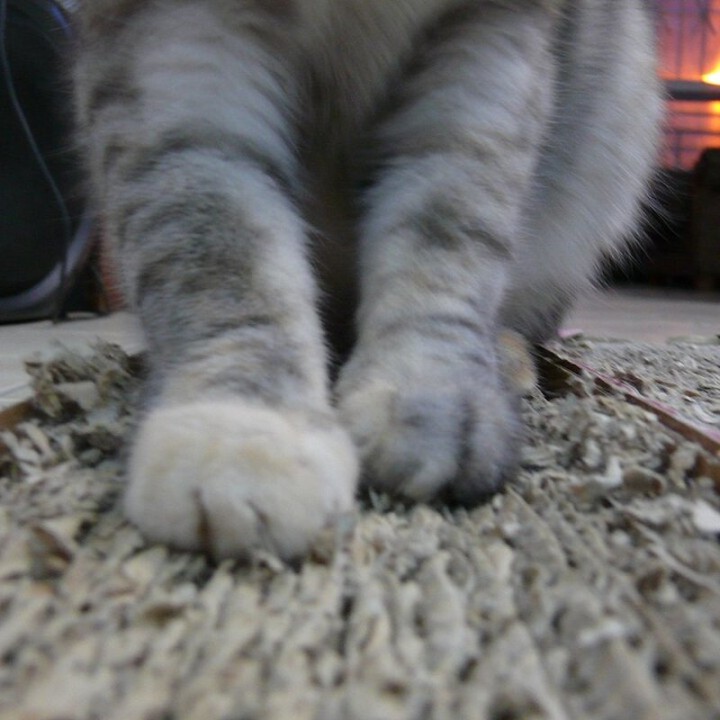 Rascador gato 9